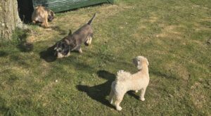 Honden buitwen